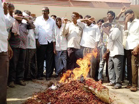 Farmers burning chillies after market officials refuse to buy them, in Khammam on Thursday | Express photo