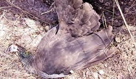 Carcass of peahen spotted at UoH on Sunday | Express photo
