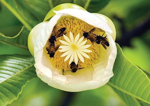 Medicinal tree adapts to shrinking forests