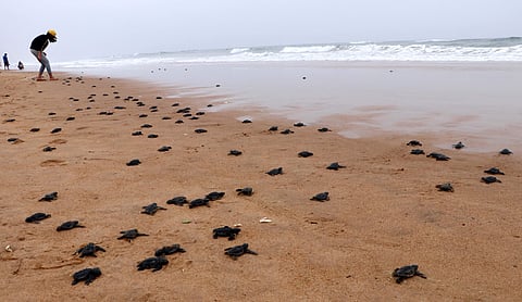 The young Olive Ridley turtles making the move back to the sea to begin their long journey across the seas after hatching. (Shamim Qureshy| EPS)