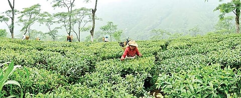 A bitter brew for the tea sector as production dips 14 per cent