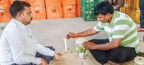 Food Safety officials collecting mango samples at Nunna Mango Market in Vijayawada on Tuesday | Express