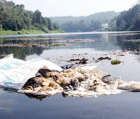 Thevara seeks deliverance from slaughterhouse waste