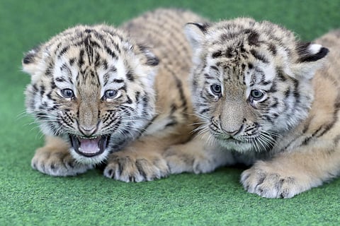 The last remaining cub among the orphaned trio is also said to be critical. | AP