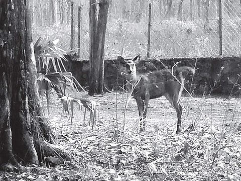 The spotted fawn that was brought to the Jaiprakash Smrithivanam in Walayar after villagers saw it roaming about in a weak condition on Sunday near the Chandranagar Kootupatha area in Palakkad | File photo