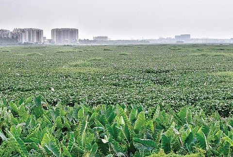 BDA sources said a tender will be awarded on Wednesday to dispose of weeds but there is no clarity on what happens to the contaminated mud or debris covering the lake bed. | Express File Photo