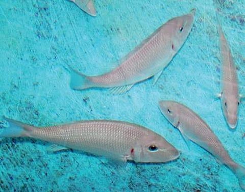 CMFRI develops breeding technology of food fish