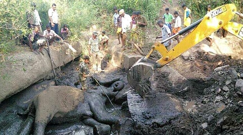 Ten-year-old female elephant slipped into slush and died due to suffocation at Sembukkarai forest near Anaikatti on Thursday morning. (Express photo)