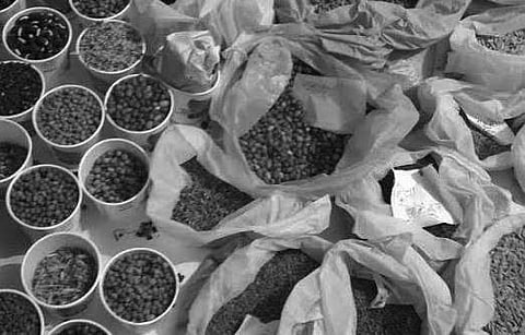 Ecological farming, mantra for rich reap in Sundargarh