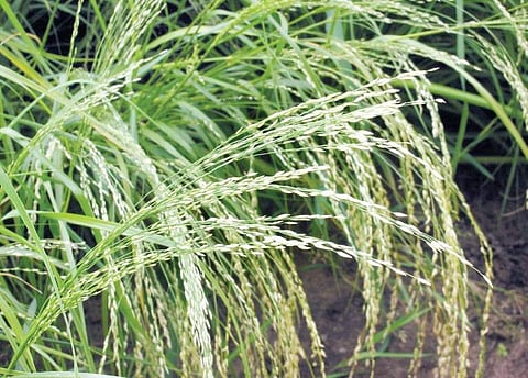 The Teff crop in its full bloom