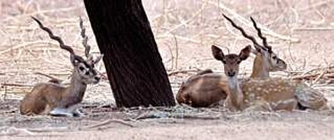Water bodies filled to prevent man-animal conflict