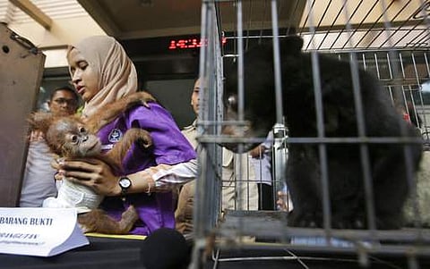 An official holds a baby orangutan in front of an infant sun bear sitting in a cage as the animals are shown during a press conference at Jakarta police headquarters in Jakarta, Indonesia, Tuesday, April 4, 2017. (Photo | AP)