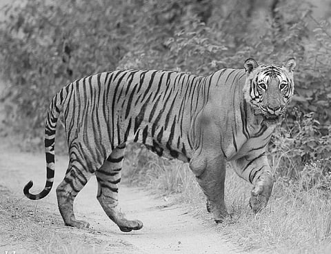 Prince, the celebrity big cat | Praveen Siddannavar
