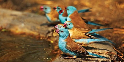 Few clicks by Surya Ramachandran