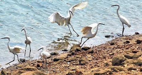 Flapping out the heat