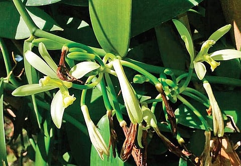 Tamil Nadu: Vanilla farmers win an aromatic lottery as price goes north