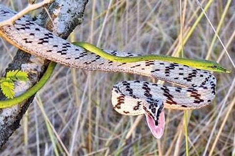 The reptile has been renamed as Variable Coloured Vine Snake. The females are brown while the males are an attractive green