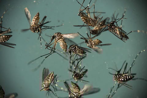 Aedes aegypti mosquitoes, responsible for transmitting Zika, sit in a petri dish at the Fiocruz Institute in Recife, Brazil. (File photo | AP)