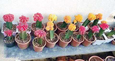 Shabana's gardening.