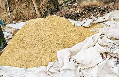The damaged paddy in a field at Lingapalem in West Godavari district after untimely rain on Monday | Express