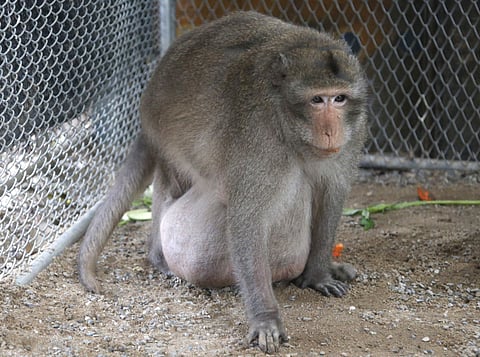 A wild obese macaque named 'Uncle Fat,' who was rescued from a Bangkok suburb, sits in a rehabilitation center in Bangkok, Thailand, Friday, May 19, 2017. | AP