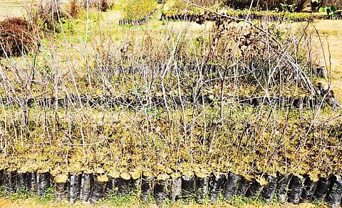 Saplings which were planted under Haritha Haram in Sangareddy seem to have dried up | Express
