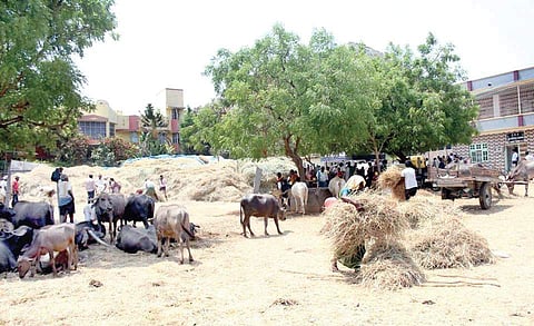 A scene at a goshala-cum-fodder camp; volunteers registering the farmers at the camp | Express