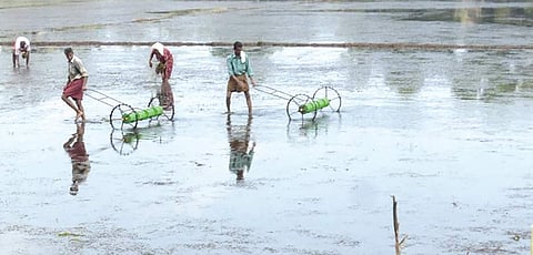 Muttar model farming.