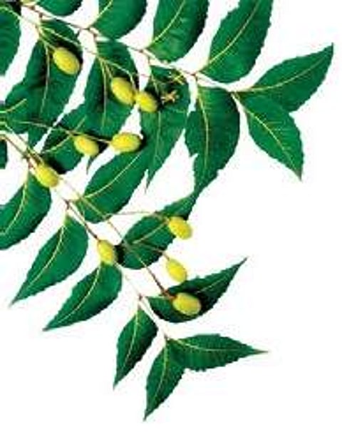 Neem compound can treat oral cancer, finds Annamalai University research