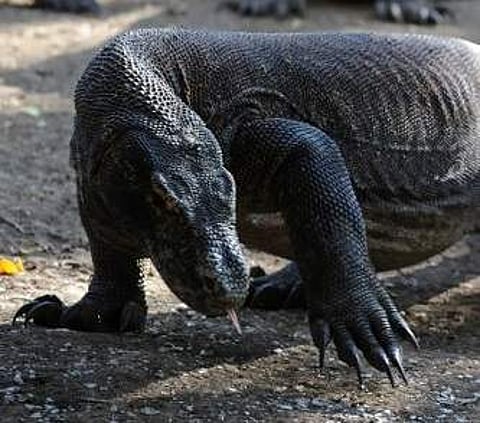 A komodo dragon (File Photo | AFP)