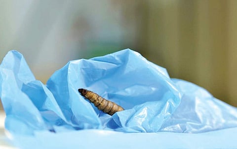 Worms that eat plastic: are they boon or bane?