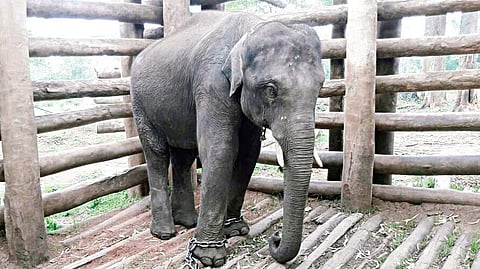 Elephant