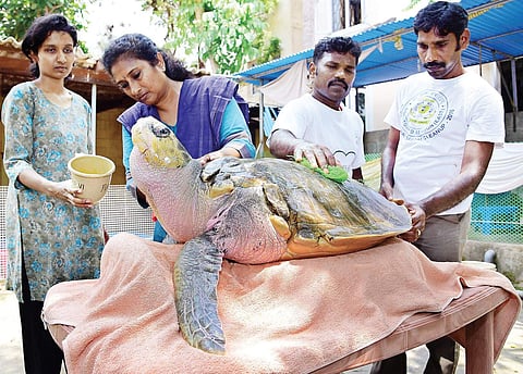 Volunteers cleaning the turtles. | Sunish P Surendran