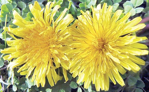 White Man’s Footprint Loaded with Iron