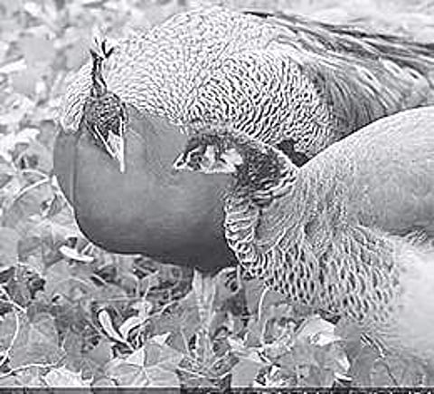 Sex, feathers and the peacock