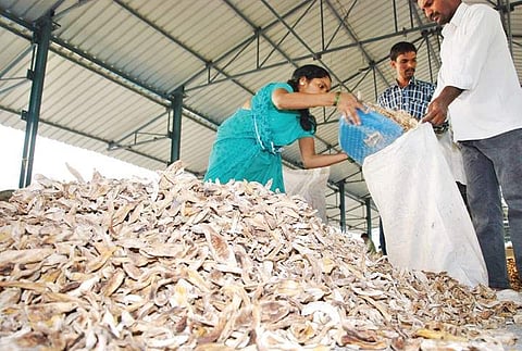 An Amchoor farmer selling her produce at the Nizamabad Agriculture Market Yard on Friday | Express photo