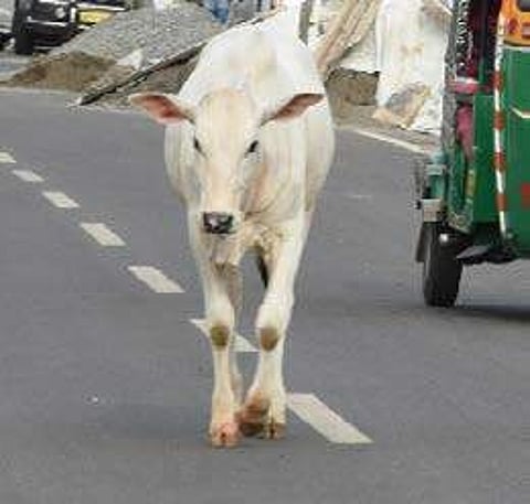 State government launches website for online sale of cattle