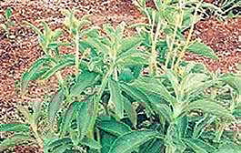 Vellore farmers like to keep it short and sweet