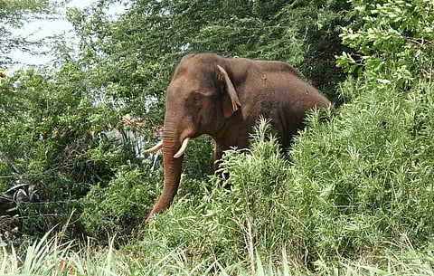 However, the police are yet to confirm the murder, and the suspect Binu, 48, husband of the deceased Seetha, 42, of Thottapura in Peermade, has not yet been taken into custody.