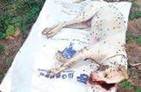 The carcass of a stray dog that died after consuming poison at Pasumathur in Vellore district | Express