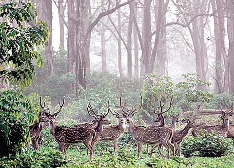 A herd of spotted deer inside the Nagarahole National Park | vinod karimatt