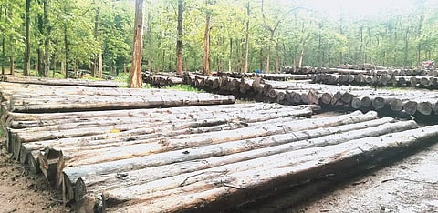 Once a status symbol, Nilambur teak is facing an uncertain future