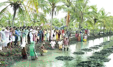 Workers engaged in sowing at a pokkali field | File | Express Photo Service