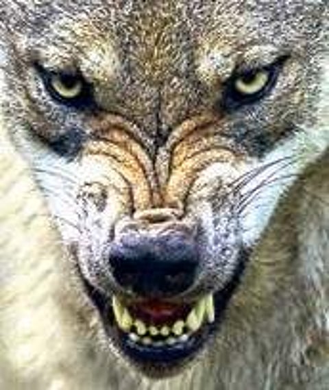 Forest staff see the pattern of a prowling pack of wolves