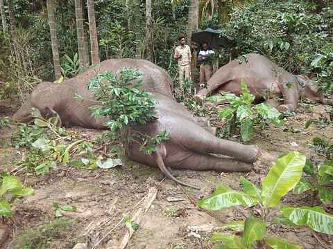 The carcass of the four elephants who died by electrocution in Yadoor, in Virajpet taluk in Kodagu district on Monday. (Express Photos by Vinod Kumar)