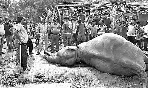 Carcass of the elephant found at Jamirdhi village on Tuesday | Express