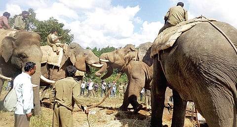 A file photo of wild elephants being captured for relocation at Alur Taluk in Hassan district.