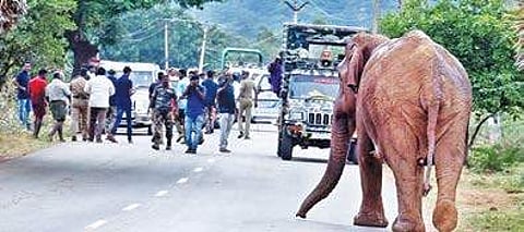 An aggressive mother elephant chasing forest officials near Mangarai in Anaikatti Forest on Wednessday | A RAJA CHIDAMBARAM