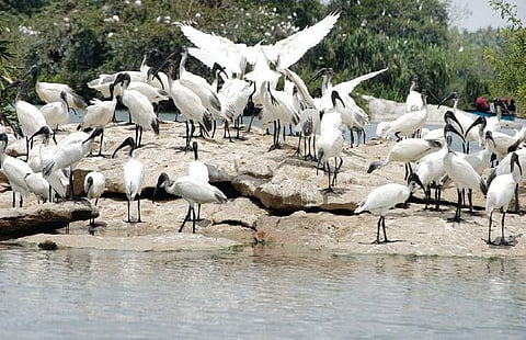 Birds at the Ranganathittu sanctuary | Express