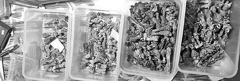 Body parts of monitor lizards